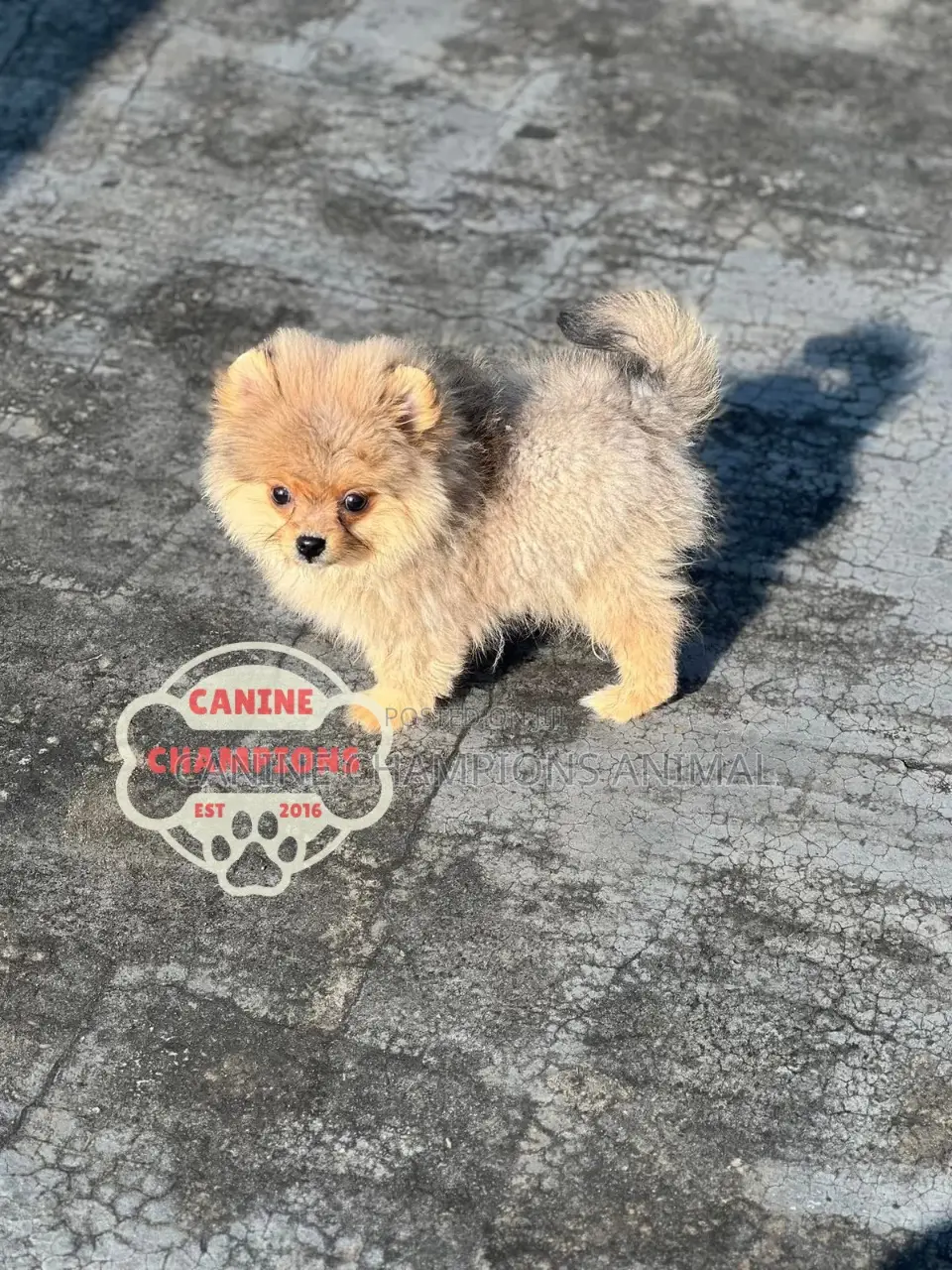 1-3 months Female Purebred Pomeranian