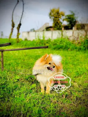 1-3 months Female Purebred Pomeranian