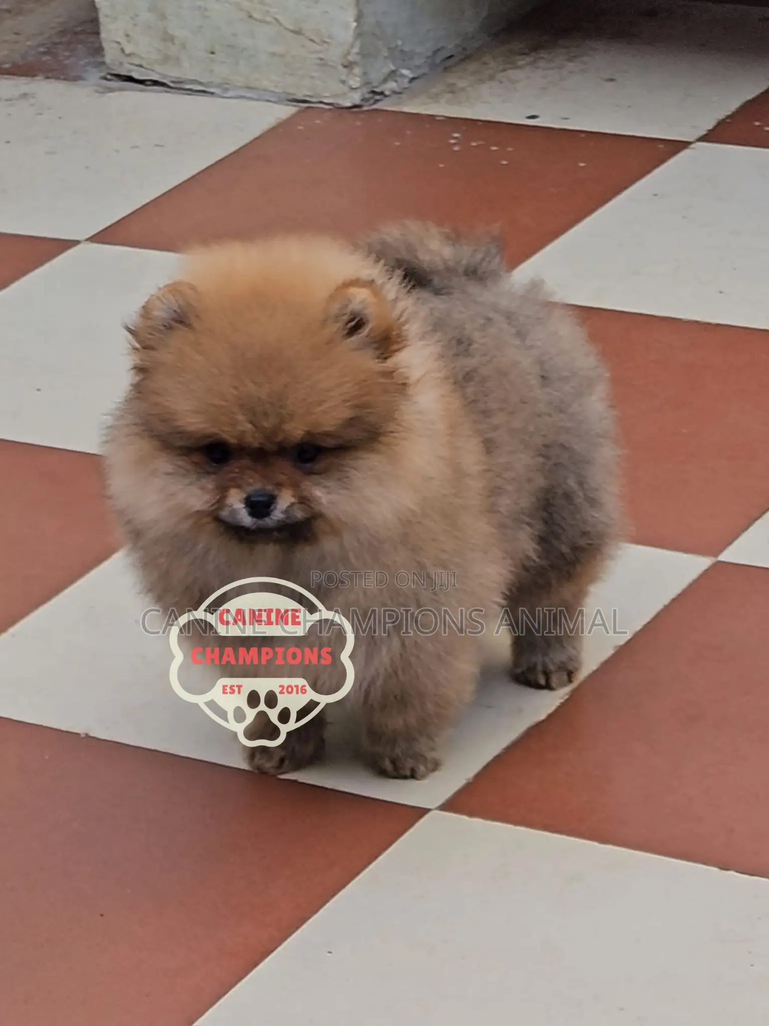 1-3 months Female Purebred Pomeranian