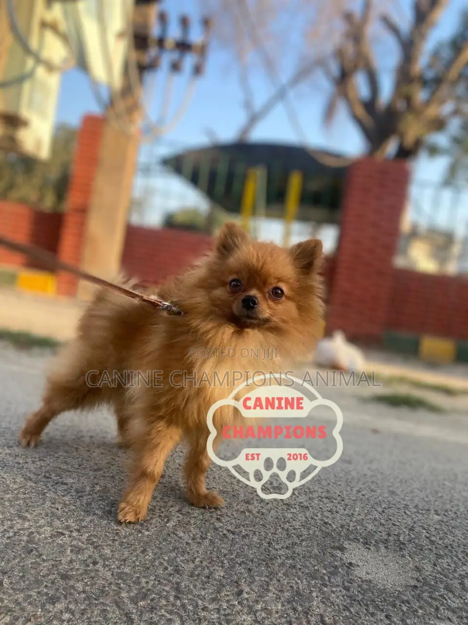 1-3 months Female Purebred Pomeranian