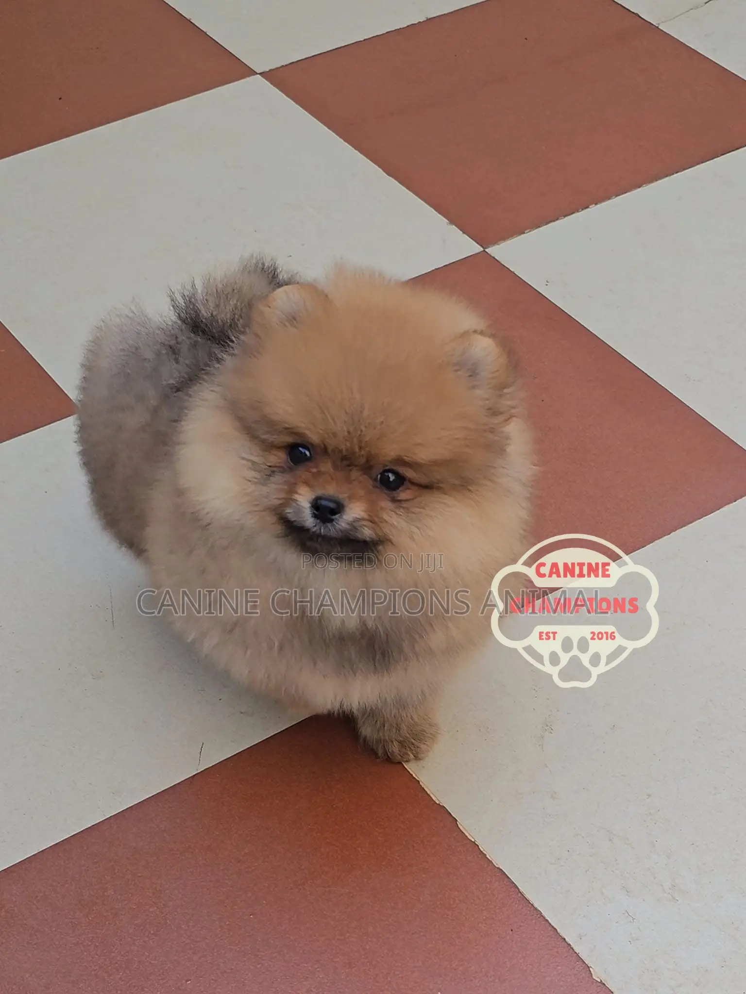 1-3 months Female Purebred Pomeranian