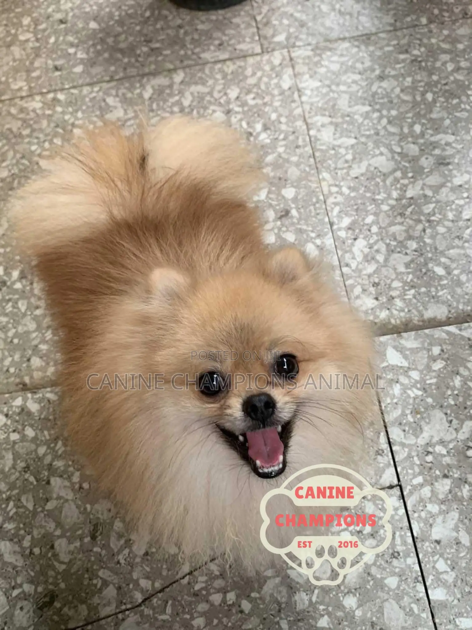 1-3 months Female Purebred Pomeranian