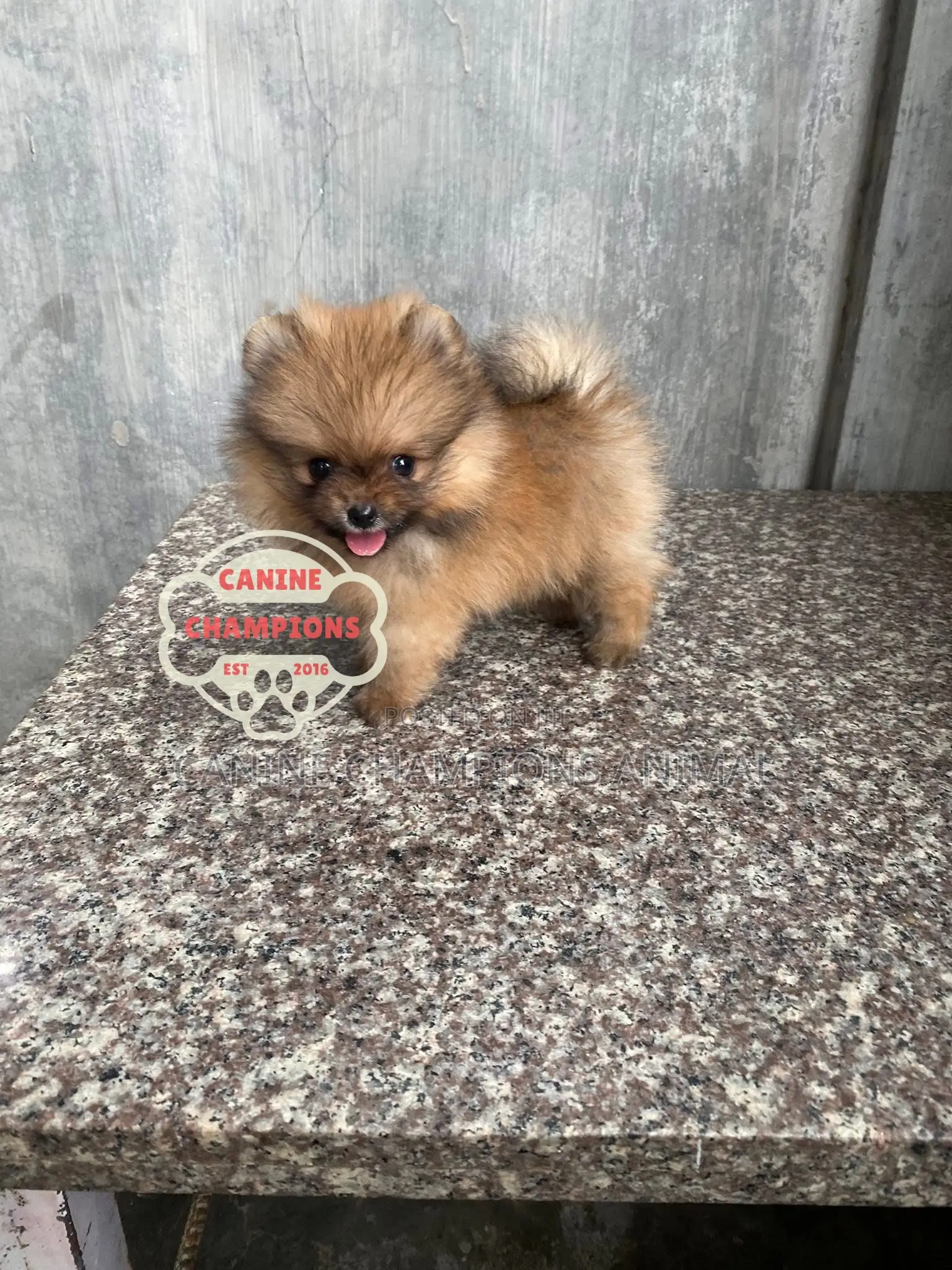 1-3 months Female Purebred Pomeranian
