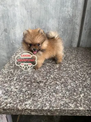 1-3 months Female Purebred Pomeranian