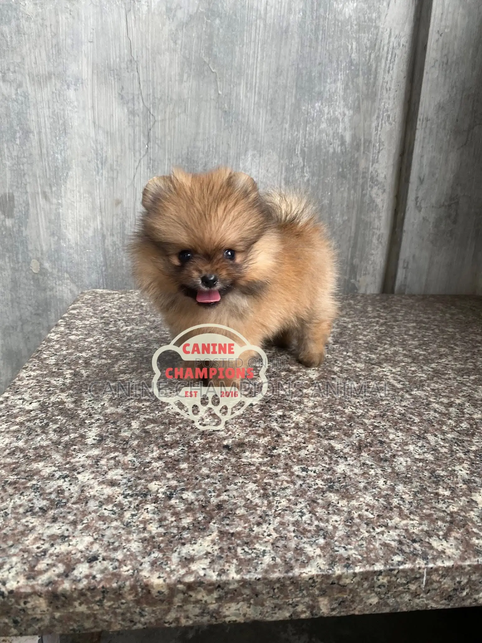 1-3 months Female Purebred Pomeranian