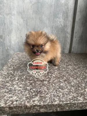 1-3 months Female Purebred Pomeranian