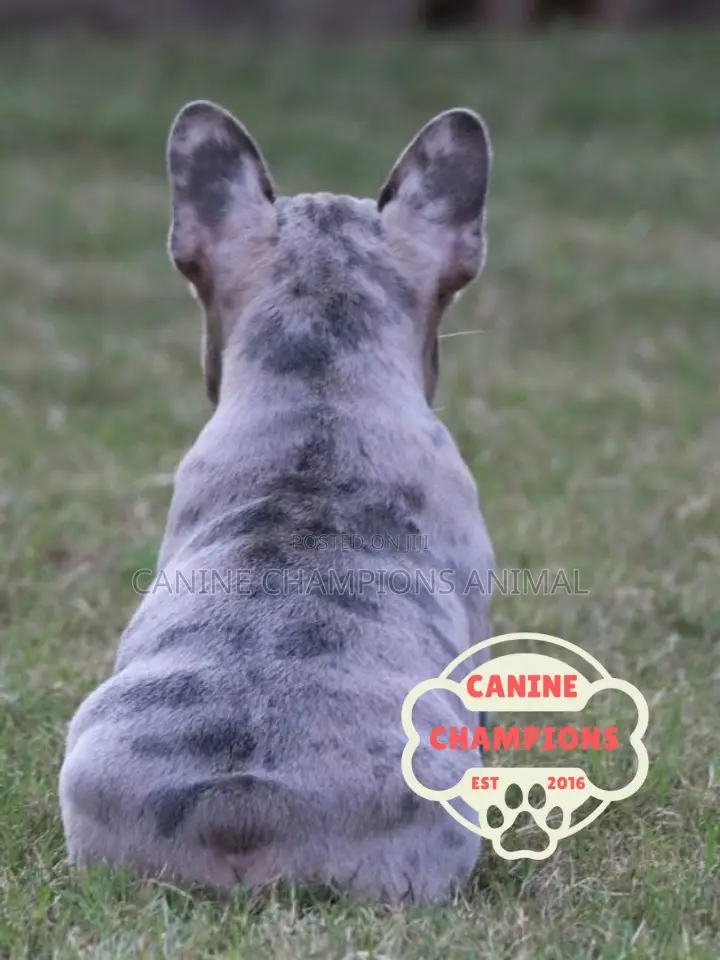 1-3 months Female Purebred French Bulldog