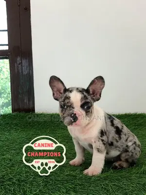 1-3 months Female Purebred French Bulldog