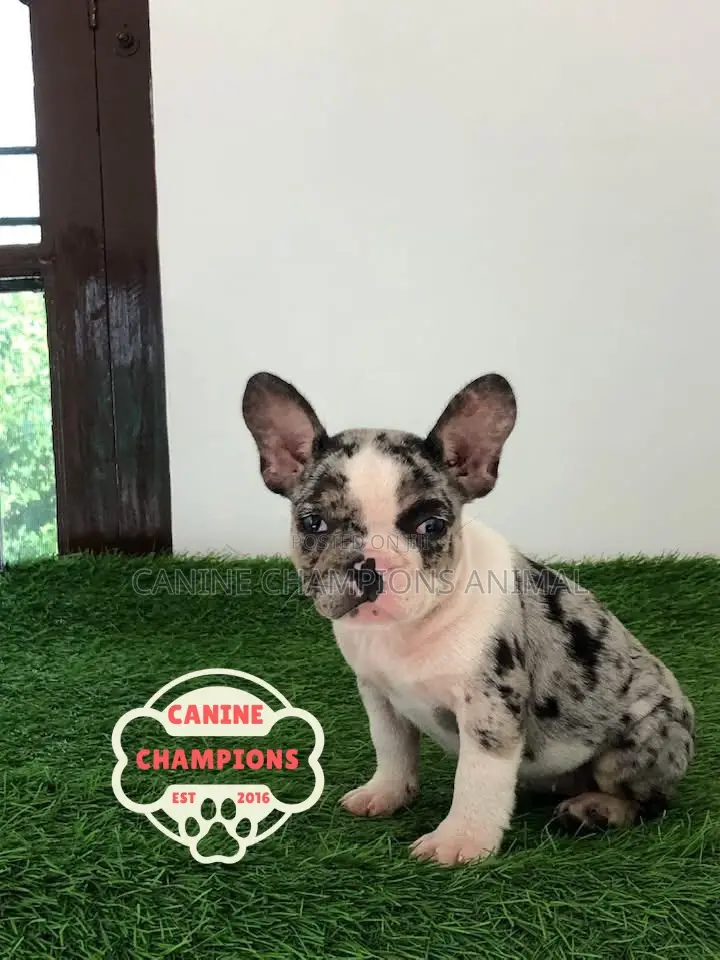 1-3 months Female Purebred French Bulldog