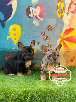 1-3 months Female Purebred French Bulldog