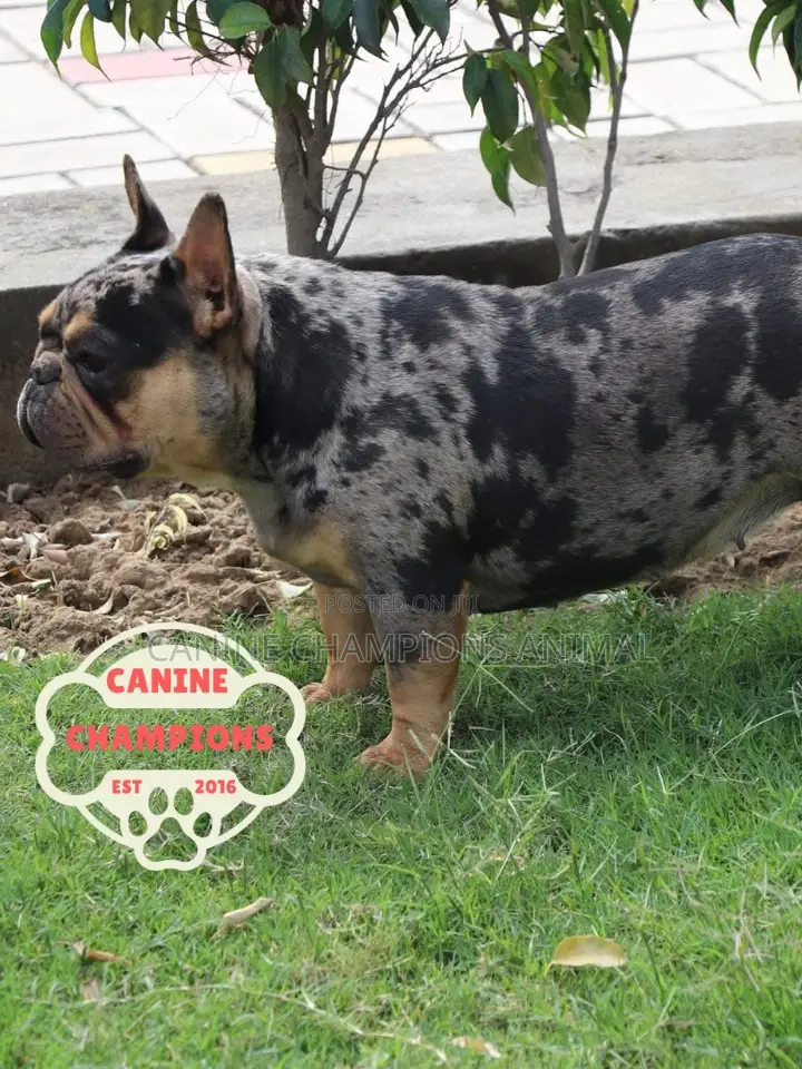 1-3 months Female Purebred French Bulldog