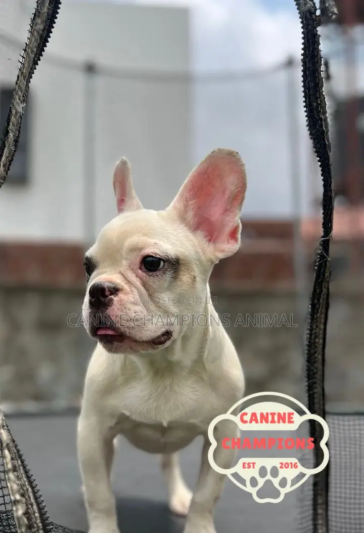 1-3 months Female Purebred French Bulldog
