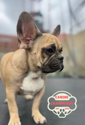 1-3 months Female Purebred French Bulldog