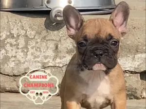 1-3 months Female Purebred French Bulldog