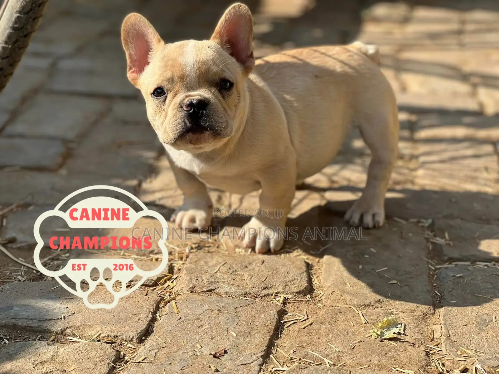 1-3 months Female Purebred French Bulldog