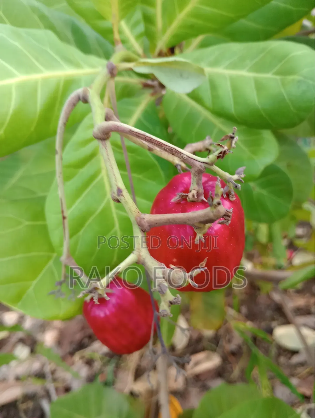 Cashew Nuts