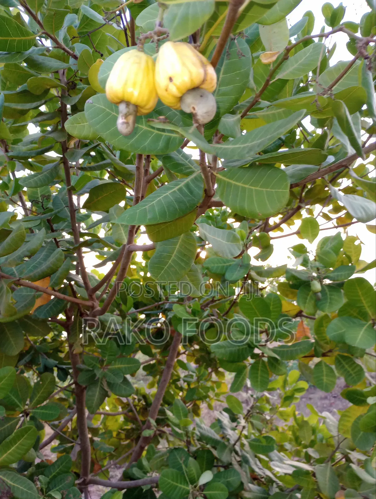 Cashew Nuts