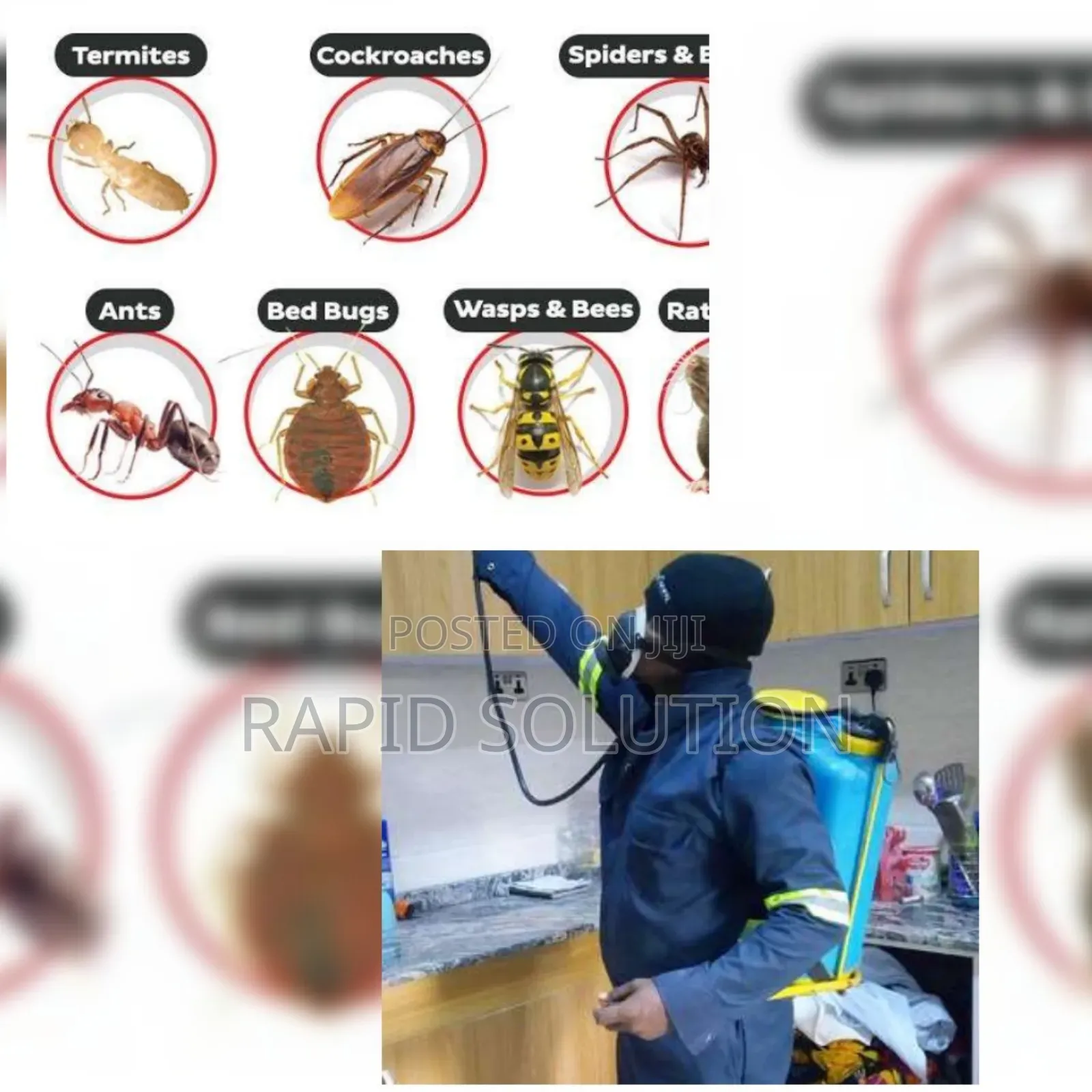 Bedbugs, Snake's, Ant, Termite Specialist