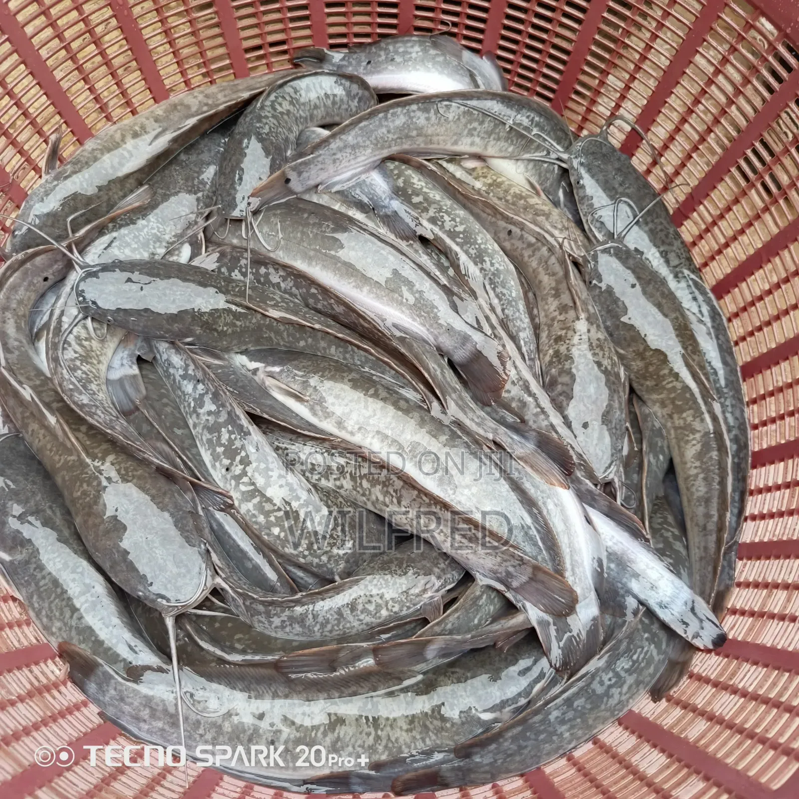 Juvenile Catfish Ready for Stocking