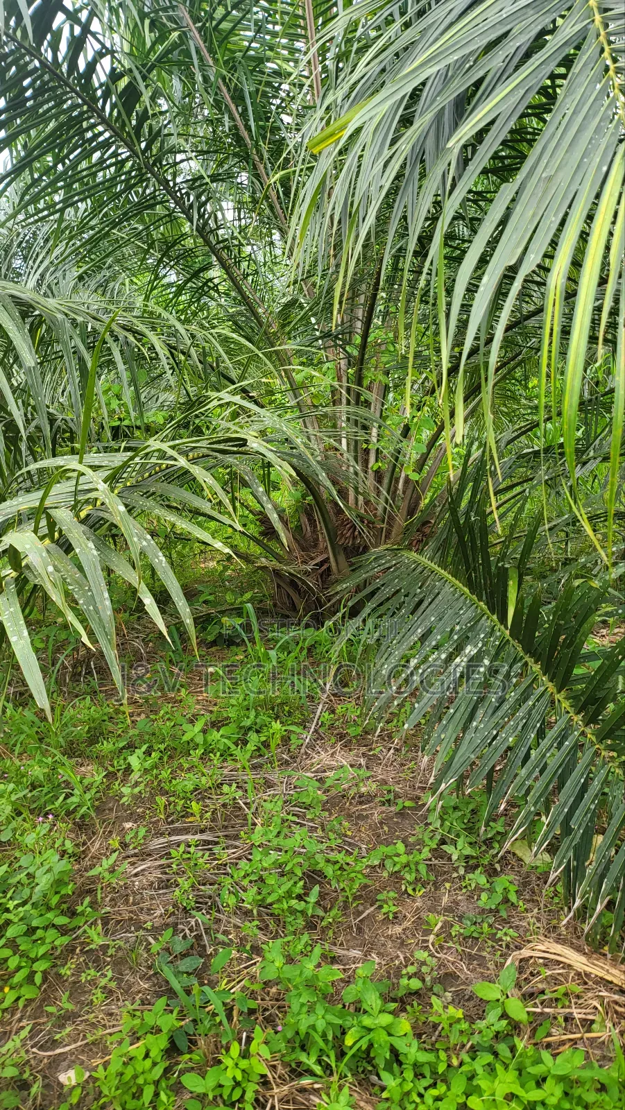6.98-Acre Oil Palm Farm With 448 Trees at Agona Asafo Central Region