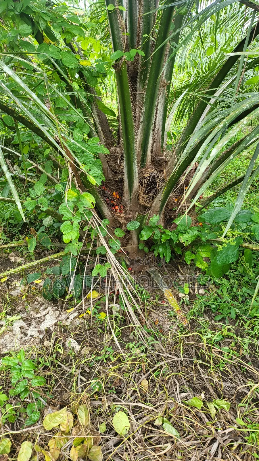 6.98-Acre Oil Palm Farm With 448 Trees at Agona Asafo Central Region