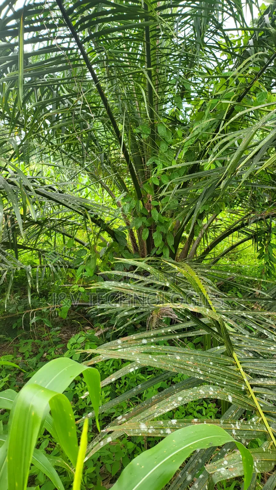 6.98-Acre Oil Palm Farm With 448 Trees at Agona Asafo Central Region