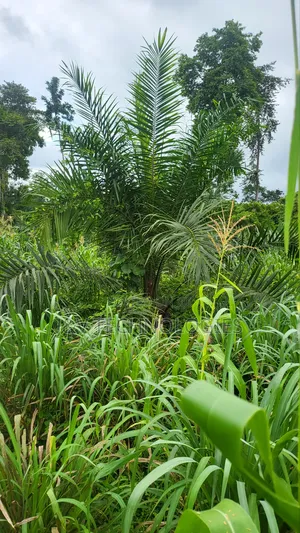 6.98-Acre Oil Palm Farm With 448 Trees at Agona Asafo Central Region