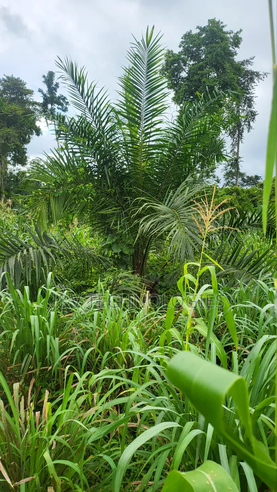 6.98-Acre Oil Palm Farm With 448 Trees at Agona Asafo Central Region