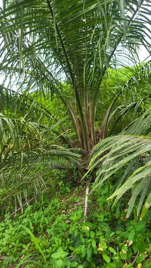 6.98-Acre Oil Palm Farm With 448 Trees at Agona Asafo Central Region