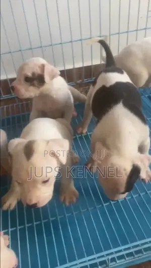 1-3 months Female Purebred American Pit Bull Terrier