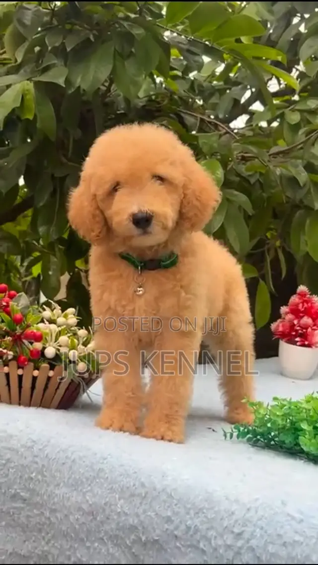 1-3 months Female Purebred Poodle