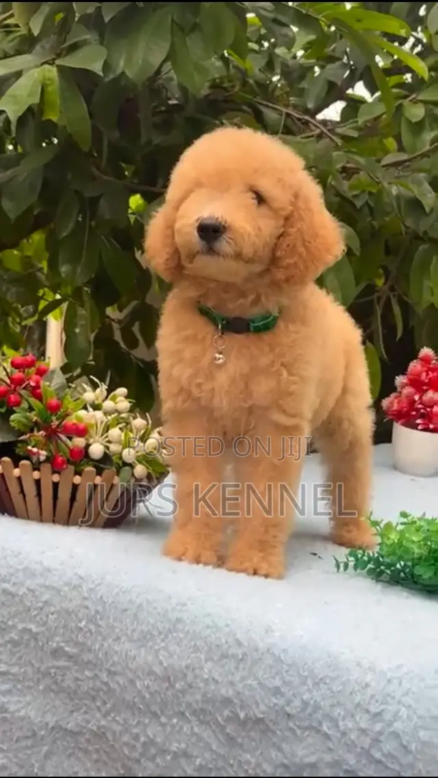 1-3 months Female Purebred Poodle