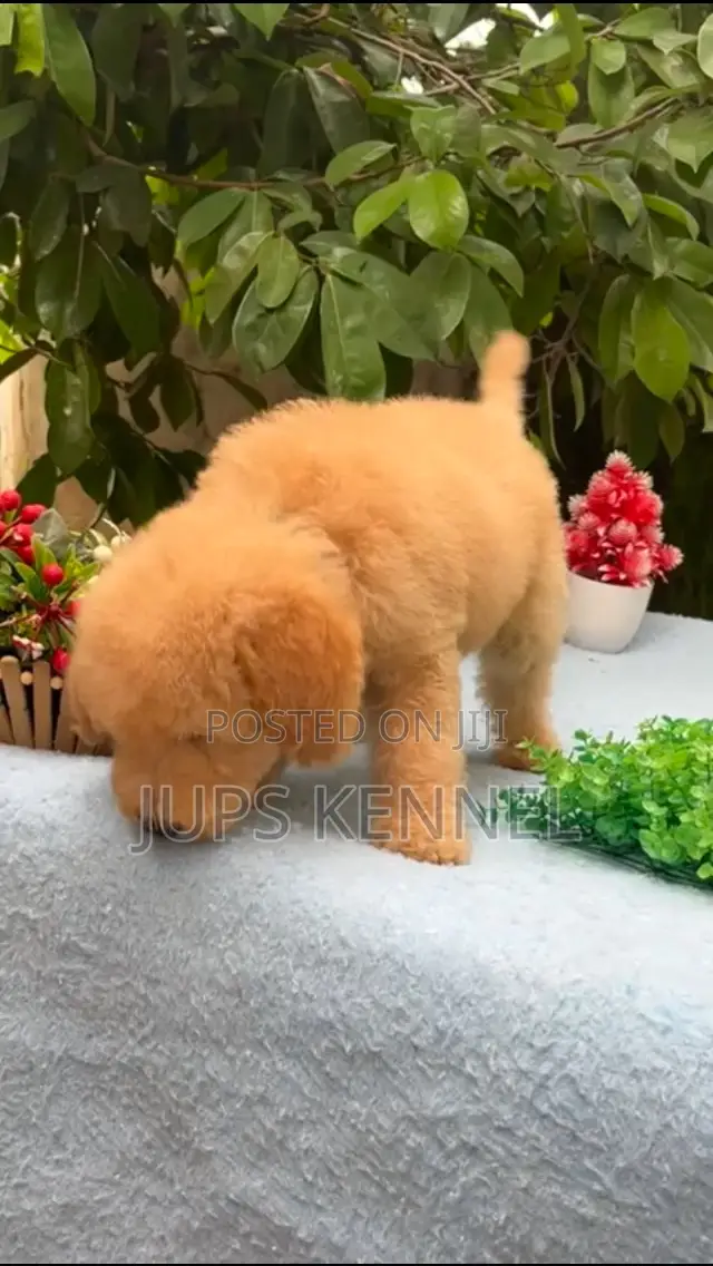 1-3 months Female Purebred Poodle