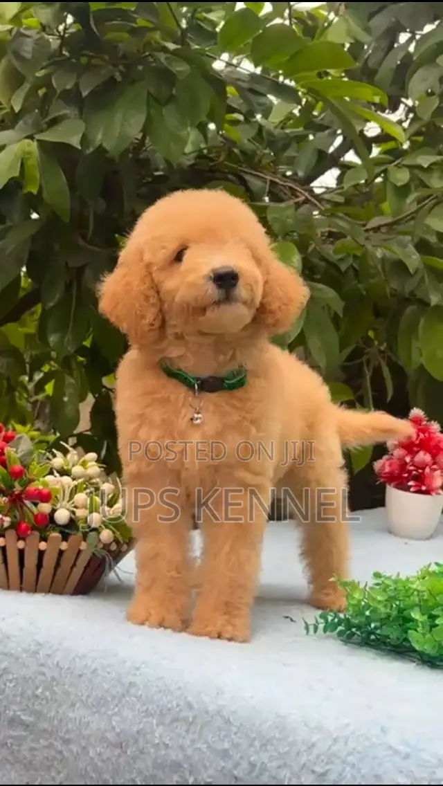 1-3 months Female Purebred Poodle
