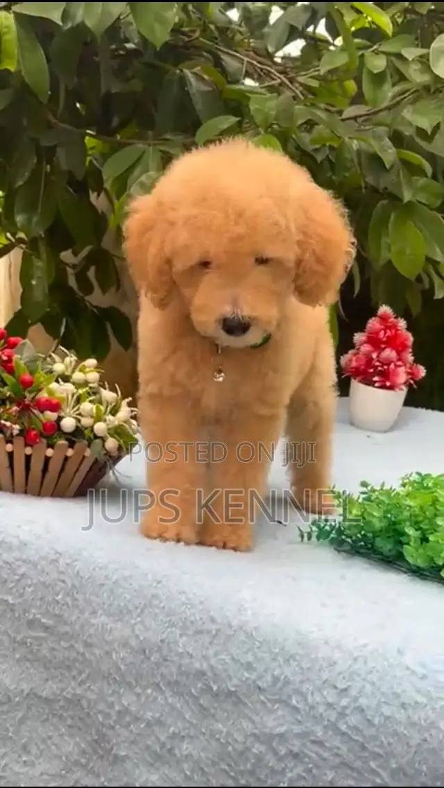 1-3 months Female Purebred Poodle