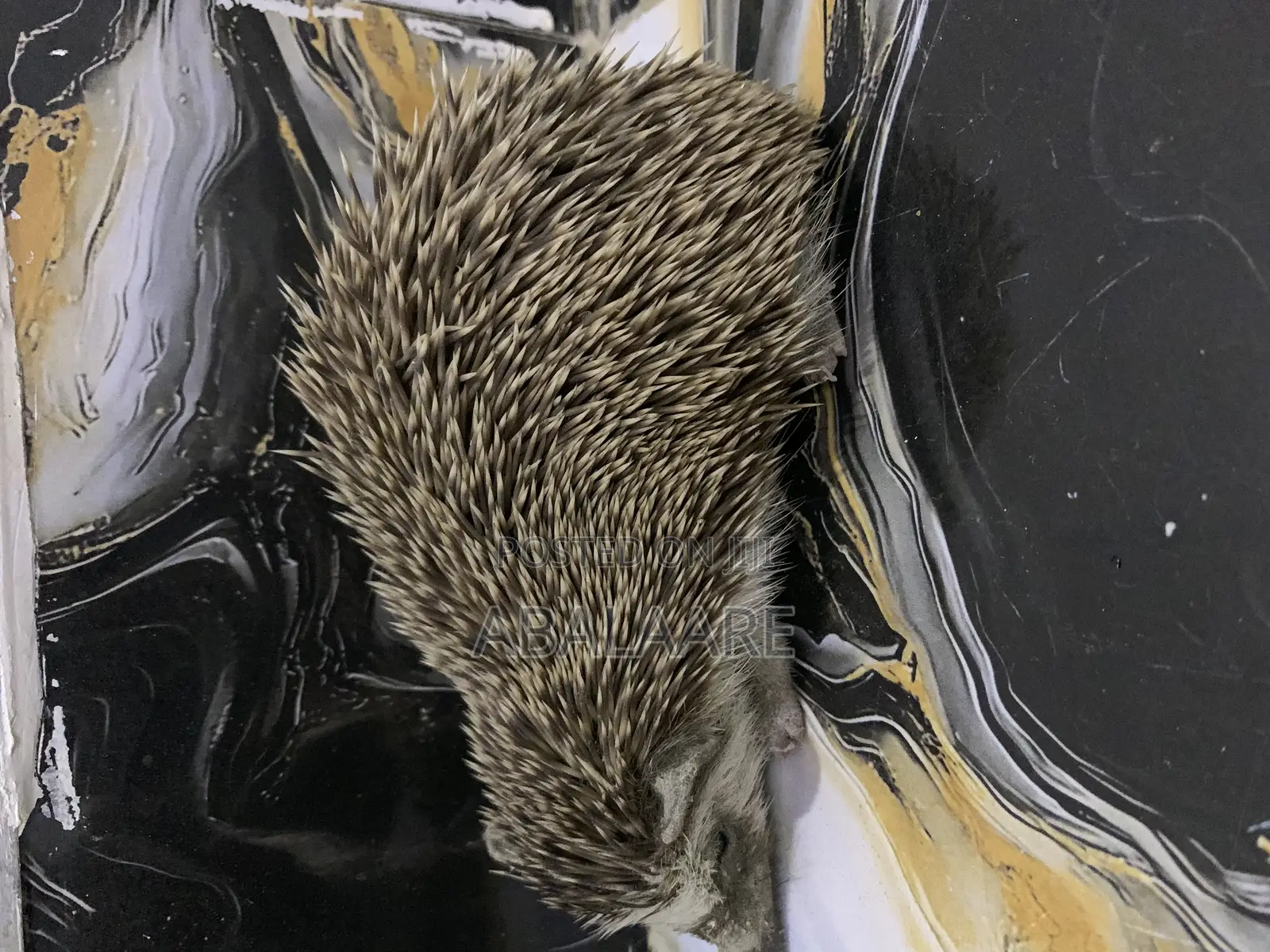 Hedgehog  for Sale