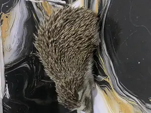 Hedgehog  for Sale