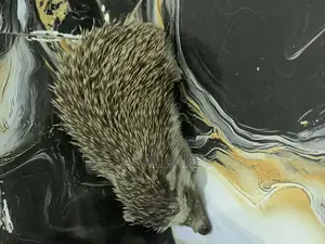 Hedgehog  for Sale