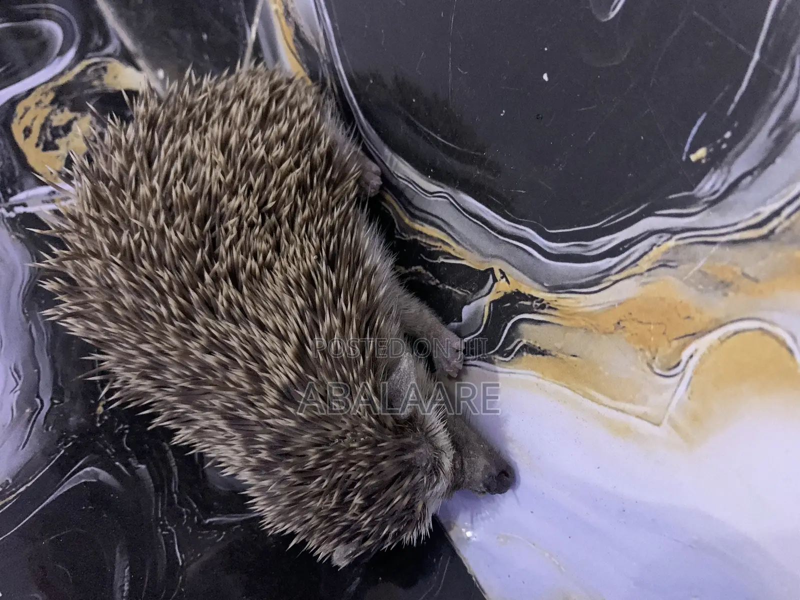 Hedgehog  for Sale
