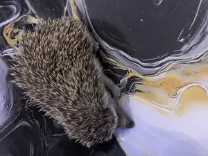 Hedgehog  for Sale
