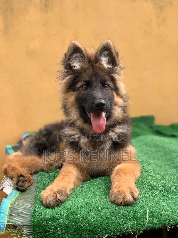 Steel Blue Blue Bay Shepherd Shepherd Long Month Gsd Puppy