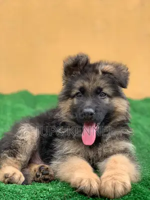 1-3 months Female Purebred German Shepherd