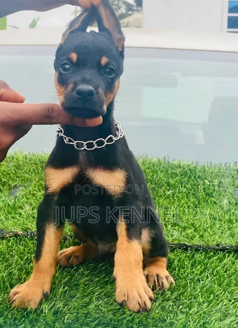 1-3 months Male Purebred Doberman Pinscher