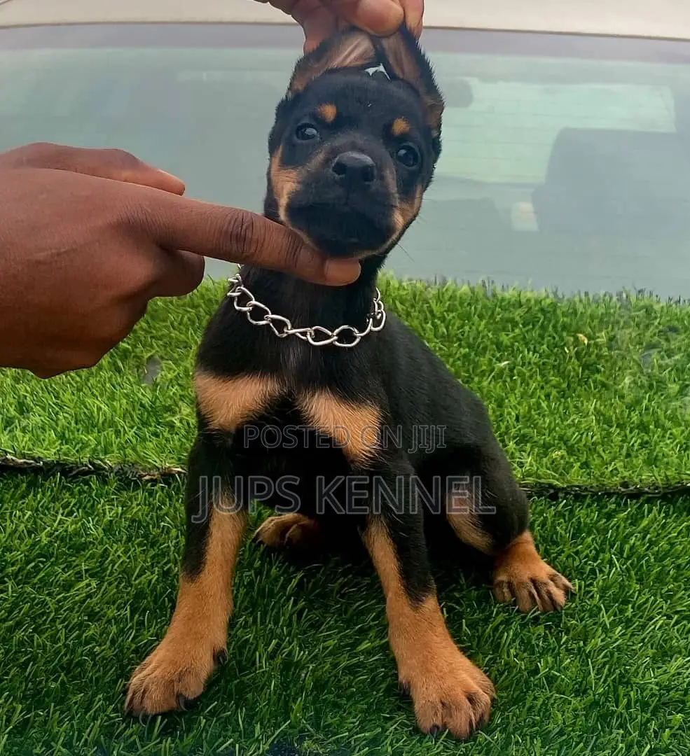1-3 months Male Purebred Doberman Pinscher