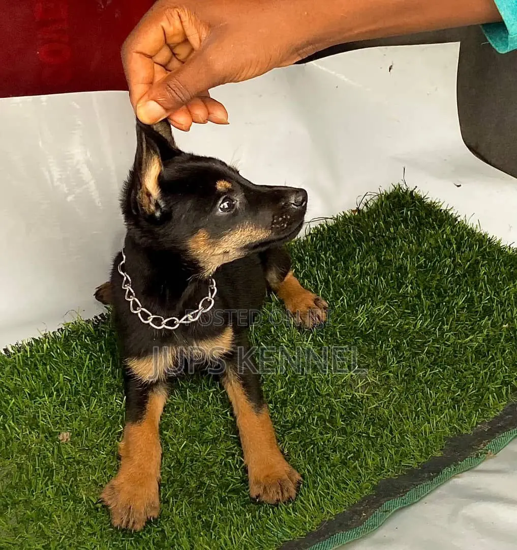 1-3 months Male Purebred Doberman Pinscher