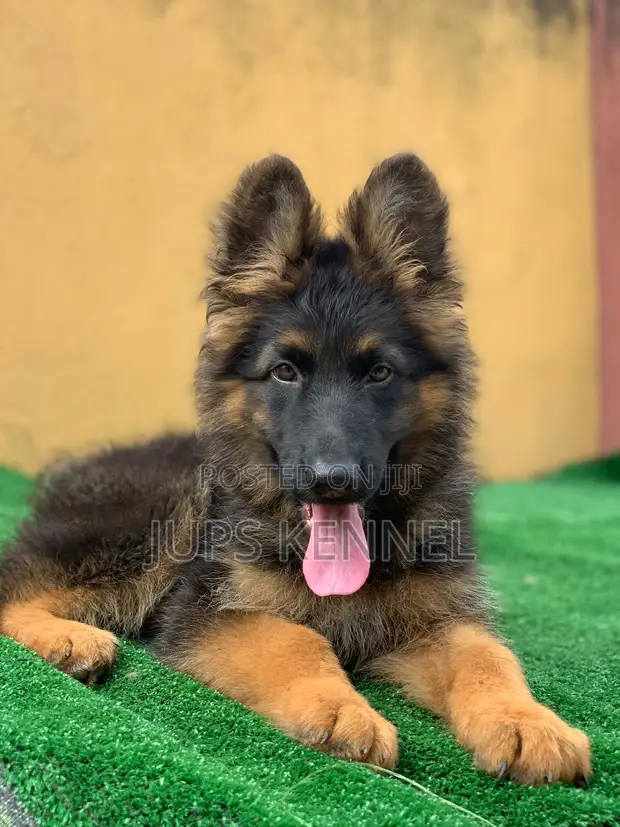 Jiji German Shepherd Breeders In My Area Shepherd Dogs Olx German