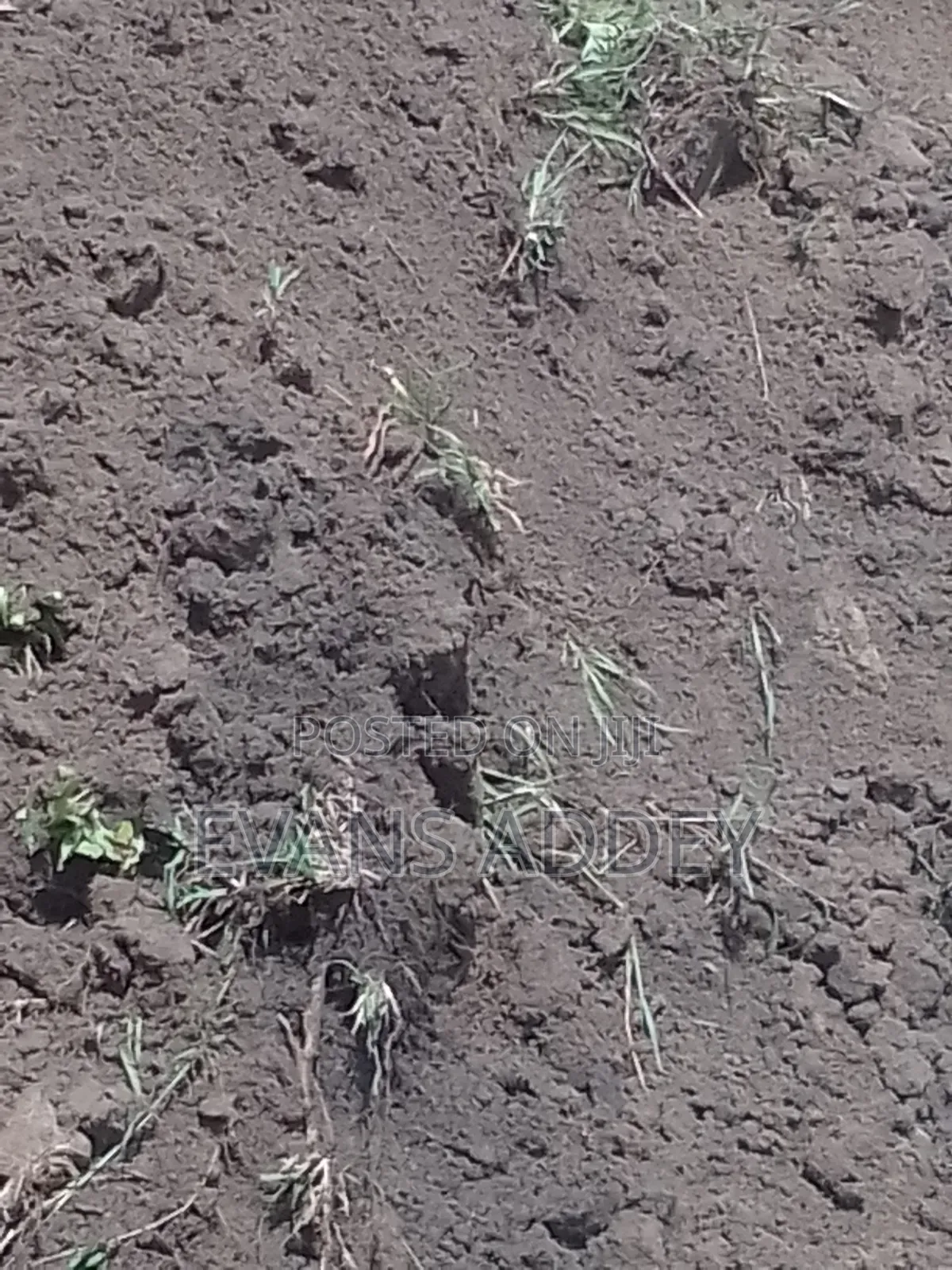 Chippings Sand for Sale