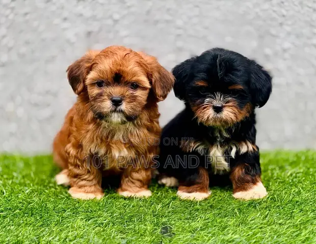 Female Shorkie Dog Breed Black Shorkie Puppy Dot Adorable Little