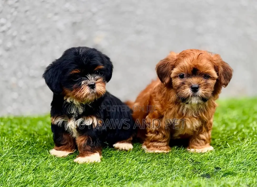 1-3 months Female Purebred Lhasa Apso