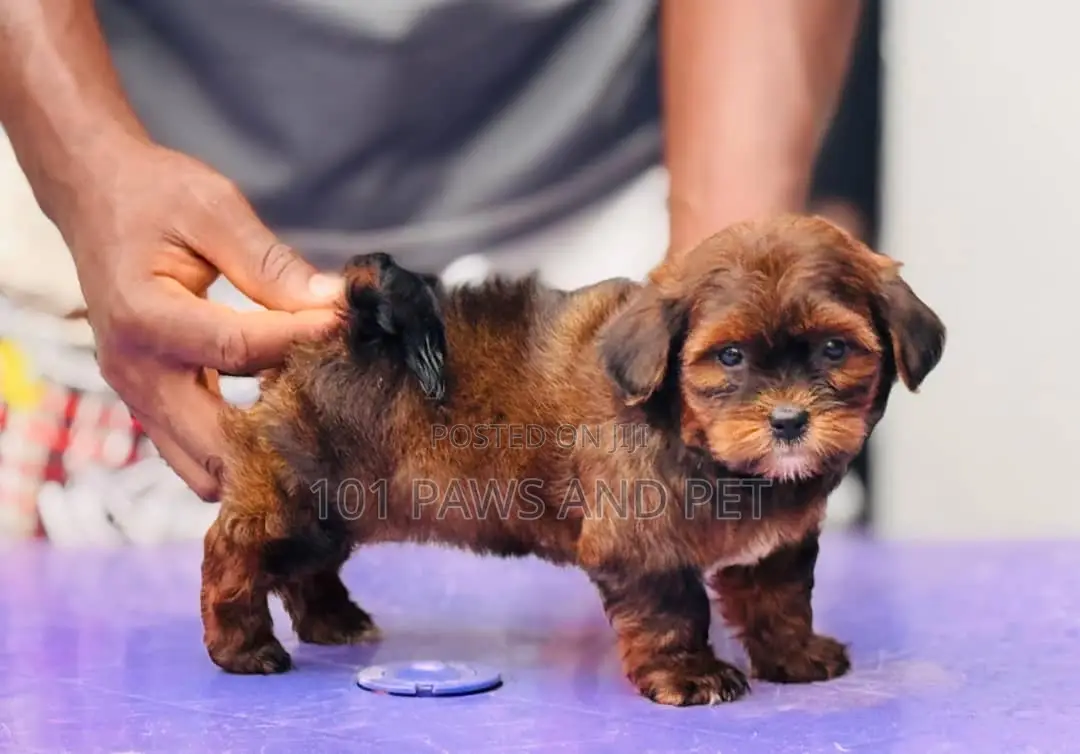 1-3 months Female Purebred Lhasa Apso